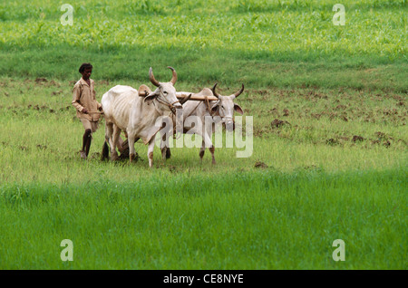 Bauer Pflügefeld mit Bullaugen; Sagwara; Dungarpur Bezirk; rajasthan; indien; asien Stockfoto