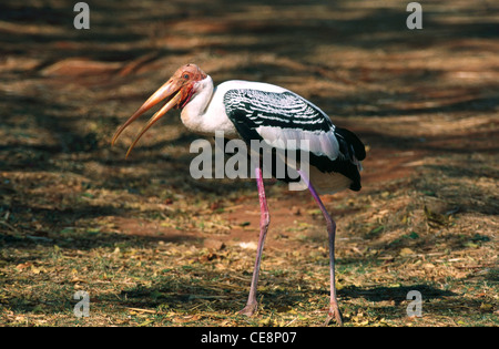 Vogel , gemalter Storch , Ibis leucocephalus , Ibis leucocephalus , Pseudotantalus leucocephalus , bemalter Storch , Mycteria leucocephala , indien , asien Stockfoto