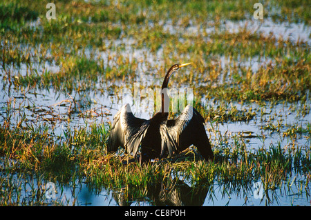 UGA 80120: indische Vogel-Schlange-Vogel oder Darter Anhinga Rufa, Bharatpur, Rajasthan, Indien Stockfoto