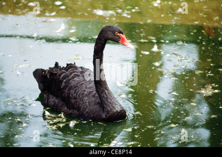 Vogel, Schwarzer Schwan, schwarzer Schwan, Cygnus atratus, großer Wasservogel, schwarzes Gefieder, roter Schnabel, indien, asien Stockfoto