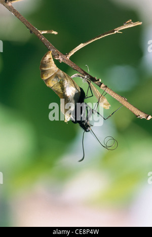IKA 80233: indische Butterfly Blue Mormon aufstrebenden Serie Papilio Polymnester 13 Stockfoto