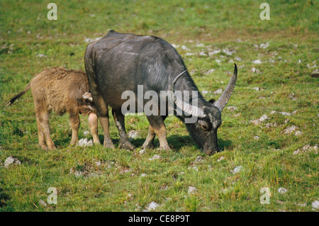 SNA 80262: Wilde Büffel und Kalb Bubalus beispielsweise Stockfoto