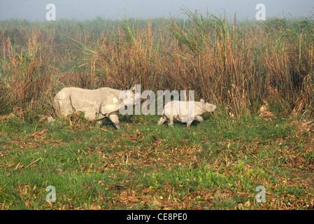 IKA 80394: Indischer Rhinoceros und Baby Nashorn Kaziranga Assam Indien Stockfoto