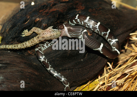 IKA 80423: Reptilien, Schlangen, gemeinsame Wolf Schlange Lycodon Aulicus Essen entdeckt Haus Gecko Henidactylus Bach Stockfoto