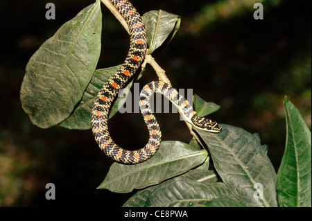 Reptilien, Schlangen, Golden Tree Schlange, verzierte fliegende Schlange, indische goldene fliegende Schlange, Chrysophelea ornata, Indien, asien Stockfoto