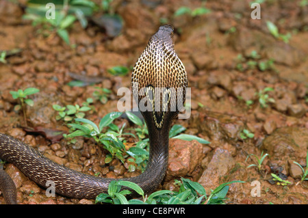 Indische Schlange Spectacled Cobra Naja Naja Haube offen hinteren Rücken Rearview Rückansicht Stockfoto