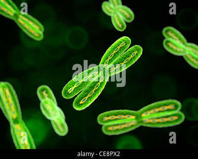 Chromosomen, Computer-Grafik. Stockfoto