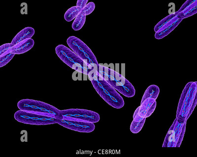 Chromosomen, Computer-Grafik. Stockfoto