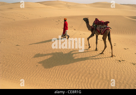 SSK 80415: Kamel auf Sanddünen der Wüste Thar Sam Jaisalmer Rajasthan Indien Stockfoto