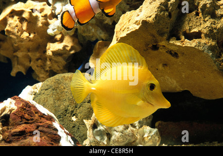 Zebrasoma flavescens , gelb tang , Fisch im Aquarium , indien , asien Stockfoto