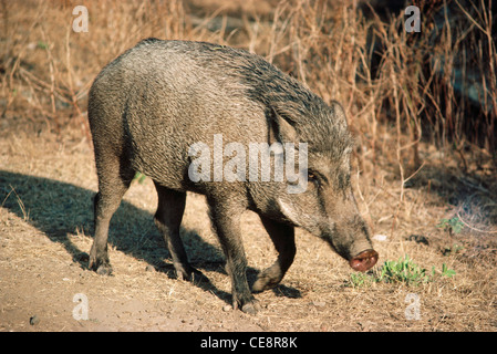 Wildschwein, Sus scrofa cristatus Indien Stockfoto