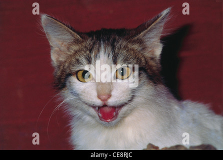 Blick in die Kamera Katze Stockfoto