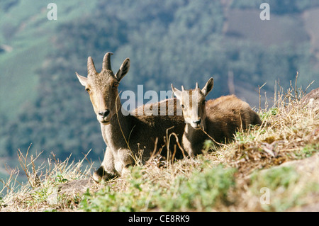 Nilgiri Tahr mit jungen, Hemitragus Hylocrius, Nilgiriragus hylocrius, Ooty, Udagamandalam, Nilgiri Hills, Tamil Nadu, indien, asien Stockfoto