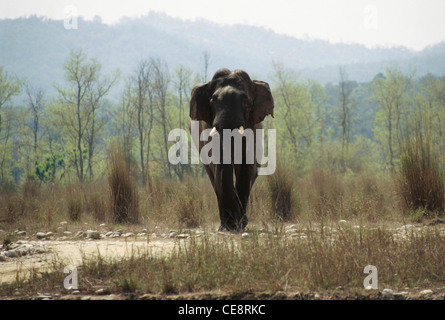 Elephant Tusker Laden gegenüber Fotograf , Elephas maximus , Jim Corbett Nationalpark , Nainital District , Ramnagar , Uttarakhand , indien , asien Stockfoto