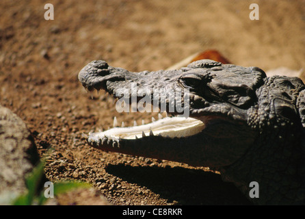 Räucherkrokodil, Sumpfkrokodil, breites, schnauztes Krokodil, Räucherkrokodil, Crocodylus palustris, indien, asien Stockfoto