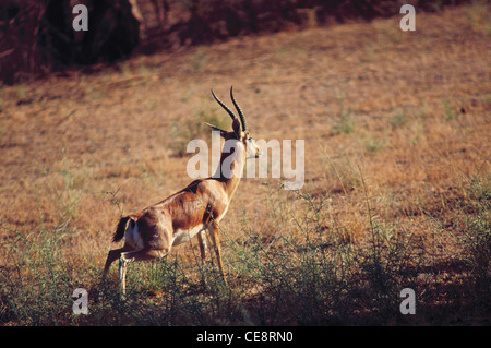 Schwarzbuck, indische Antilope, Antelope Cervicapra, Bishnoi Village, Khichan, Phalodi tehsil, Jodhpur, Rajasthan, indien, asien Stockfoto