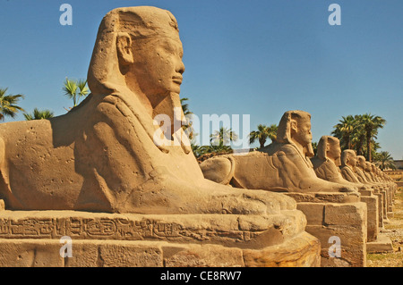 Nordafrika, Ägypten, Luxor, Luxor-Tempel, Avenue des Sphinx Stockfoto