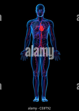 Herz-Kreislauf-System, Computer-Grafik. Stockfoto