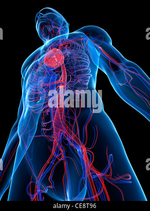 Herz-Kreislauf-System, Computer-Grafik. Stockfoto