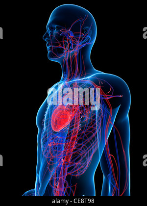 Herz-Kreislauf-System, Computer-Grafik. Stockfoto