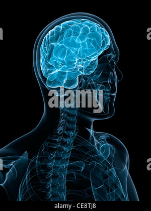 Kopf Anatomie, Computer-Grafik. Stockfoto