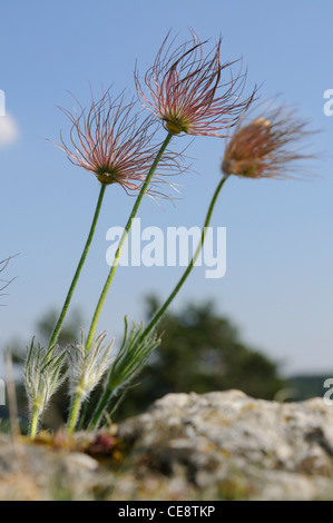 Gemeinsamen Kuhschelle (Pulsatilla Vulgaris), Bayern, Deutschland Stockfoto