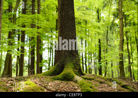 Stamm der Fichte (Picea Abies) Stockfoto