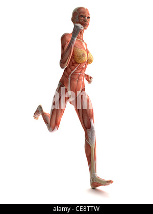 Weibliche Muskeln, Computer-Grafik. Stockfoto