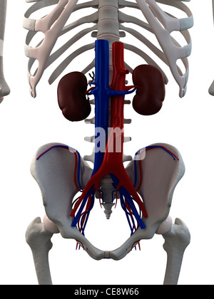 Gesunde Nieren, Computer-Grafik. Auch zu sehen sind die Bauchaorta (rot) und Vena Cava (blau). Stockfoto