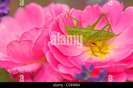 Grüne Heuschrecke, Tettigonia Viridissima, auf rose Blume Stockfoto