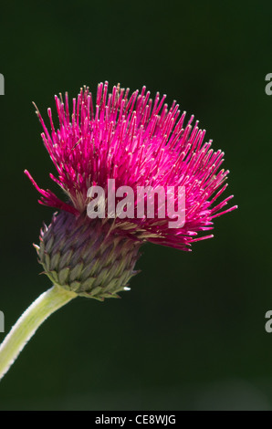 Cirsium Rivulare Atropurpureum Stockfoto