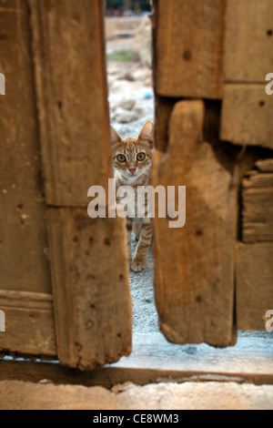 Eine streunende Katze Ingwertee späht durch die Tür ein herrenloses gut in der Altstadt von Rhodos, Griechenland. Stockfoto