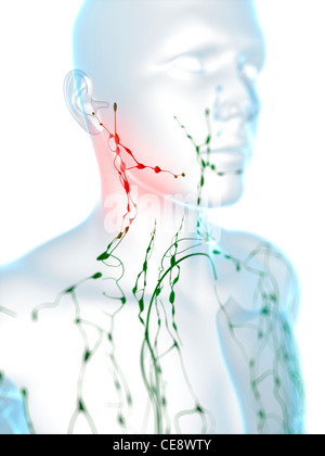 Anatomie der geschwollene Lymphknoten Stockfoto, Bild: 57643465 - Alamy