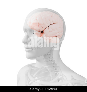 Kopf Anatomie, Computer-Grafik. Stockfoto