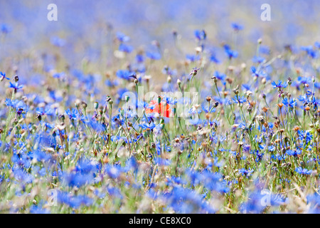 Wildblumen im Frühjahr - eine einzelne Mohnblume auf dem Gebiet der Kornblumen Stockfoto