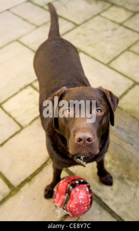 Labrador Retriever alleinstehenden UK spielen wollen Stockfoto