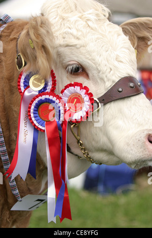 Wettbewerbsbeitrag Kuh zu gewinnen. Landbau zeigen Angus Scotland UK Stockfoto