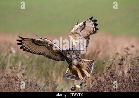 Eurasische Uhu (Bubo Bubo) landen wird vorbereitet Stockfoto