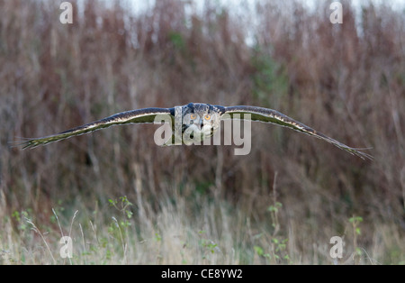 Eurasische Uhu (Bubo Bubo) während des Fluges mit offenen Schnabel Stockfoto