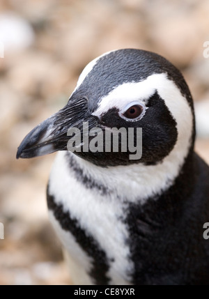 Humboldt-Pinguin Spheniscus Humboldti Porträt des einzigen Erwachsenen UK Stockfoto