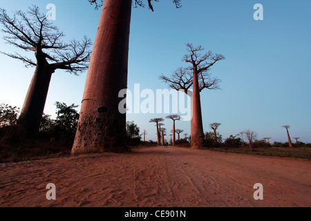 Mehreren Baobab-Bäume in der Allee der Baobabs (oder Gasse) bei Sonnenuntergang, in der Nähe von Morondava, westlichen Madagaskar, Afrika Stockfoto