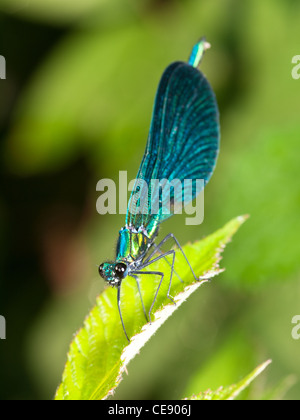 Schöne Prachtlibelle Calopteryx Virgo, Porträt von blau männlichen thront auf einem Blatt. Stockfoto