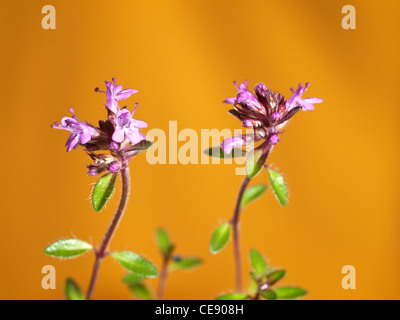 Thymian, Thymus Longicalius, horizontale Portrait von Blumen mit Fokus Hintergrund heraus. Stockfoto