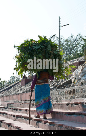 Frau, die ein riesiges Bündel von Zweigen auf dem Kopf, Rishikesh, Uttarakhand, Indien Stockfoto