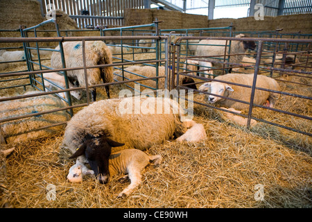 Zwei Schafe Lämmer schlafen mit Elternteil in einem Stift UK Stockfoto