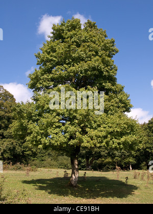 Feld-Ahorn, Acer Campestre, vertikale Portrait voller Blätter im Frühling. Stockfoto