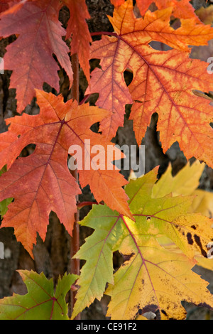 maple leaves in beautiful autumn colors Stockfoto