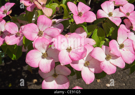 Cornus Kousa Satomi Stockfoto