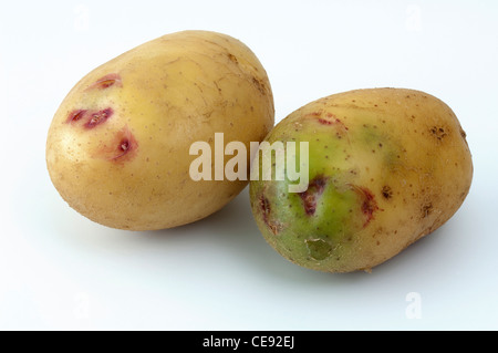 Kartoffel (Solanum Tuberosum), Sorte: Quarta. Knollen, eines davon mit grüne Abschnitte durch Einwirkung von Licht Stockfoto