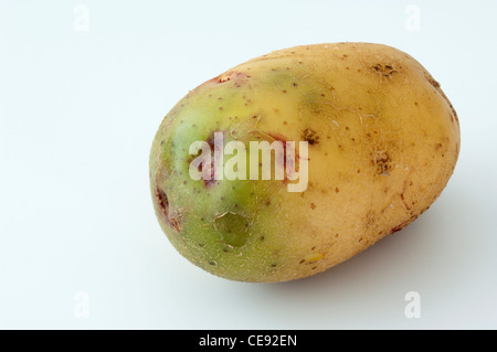 Kartoffel (Solanum Tuberosum), Sorte: Quarta. Knollen, eines davon mit grüne Abschnitte durch Einwirkung von Licht Stockfoto